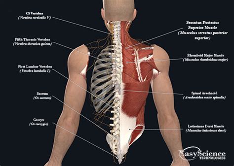 Anatomical diagram showing a front view of organs in. Human Anatomy Back - EasyScience Technologies