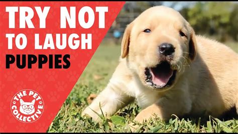 Try Not To Laugh Funny Puppies Compilation 2017 Youtube
