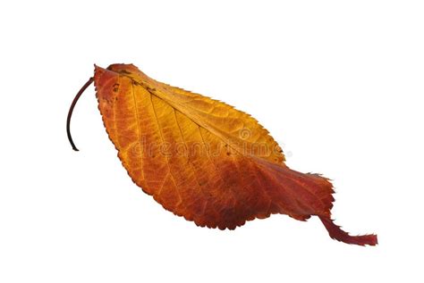 Lone Autumn Leaf Stock Photo Image Of Serenity Orange 5795868