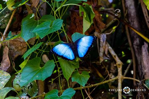 Blue Morpho Butterfly Eveline Dekkers Travel Photography