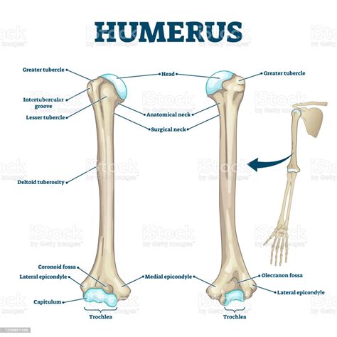 Figure 1 bone terminology diagram br anatomy longbone. Humerus Bone Labeled Vector Illustration Diagram Stock ...