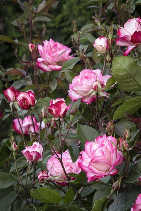 Grace N Grit™ Pink Bicolor Shrub Rose Shrub Roses Planting Roses
