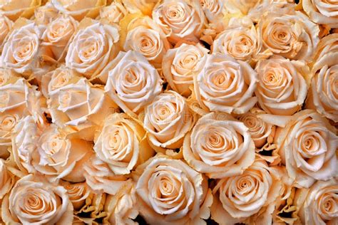 Beautiful Bouquet Of Cream Colored Roses Abstract Background Stock