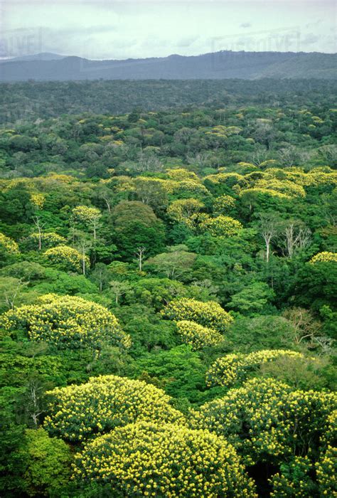 Tropical rainforests ar located near the equator between the tropics of cancer and capricorn. Tropical rainforest in bloom viewed from the air in the ...