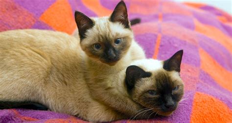 5 Things To Know About Siamese Cats Cat Empire