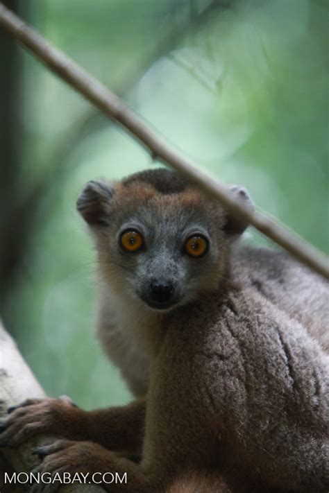Female Crowned Lemur Eulemur Coronatus Madagascar3996
