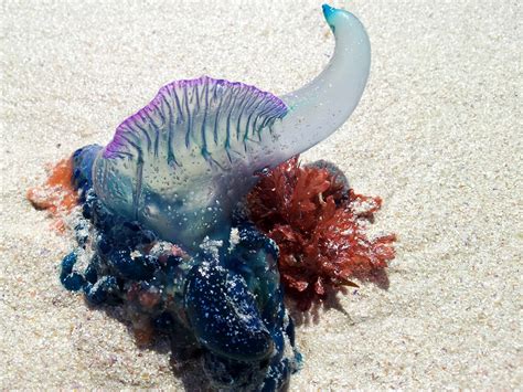 It doesn't have a brain, and it can't swim. The Portuguese Man O'War - AquaViews
