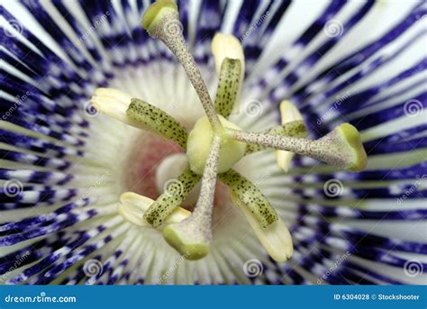 Passion Flower Blue Closeup Stock Photo Image Of Macro Passiflora