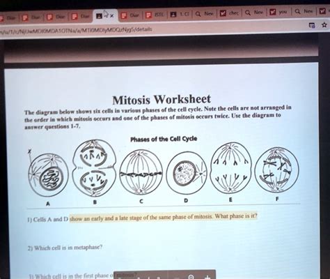 Phases Of The Cell Cycle Worksheet Worksheets For Kindergarten