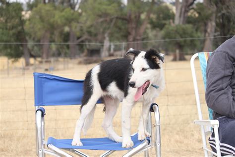 Bauers Working Border Collies