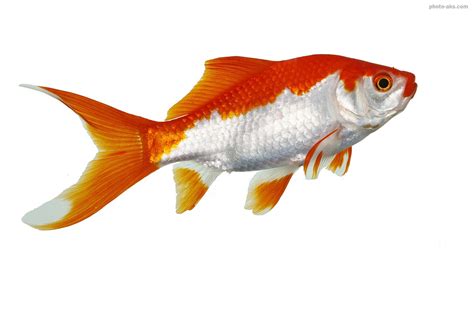 عکس ماهی قرمز دورنگ با پس زمینه سفید