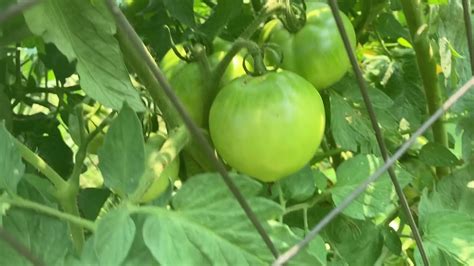 Mountain Fresh Variety Tomato Plant Exceeds Expectation July 20 2021