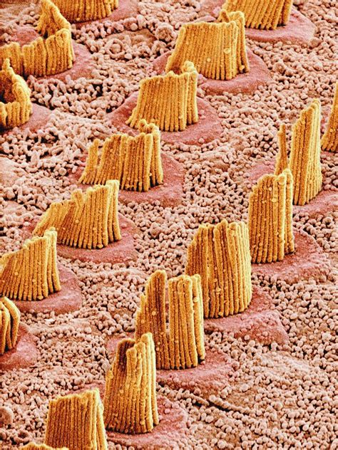 Inner Ear Hair Cells Sem Stock Image C0097872 Science Photo Library
