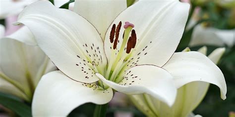 Aber lilien sind nicht nur schön, sie faszinieren auch künstler schon seit dem mittelalter. Romantik im Garten: Lilien in Weiß, Rosa und Apricot ...