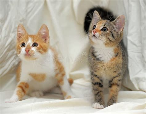 Two Cute Kittens Stock Photo Image Of Lying Parent 13462238