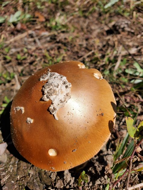 A Metallic Gold Mushroom In Nc Unfortunately A Bird Found It First