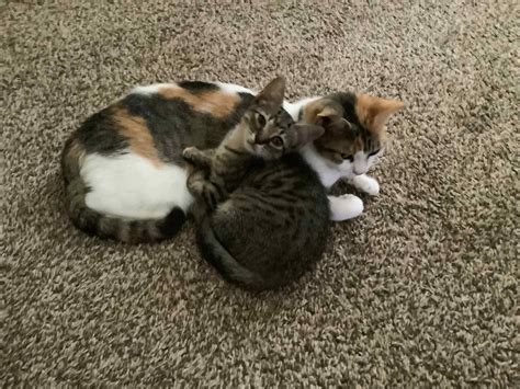 Finding Furever Homes