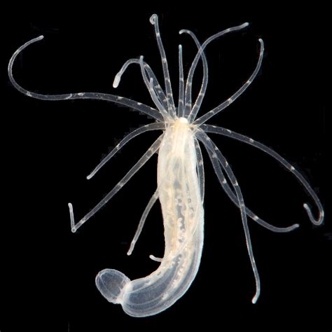 Starlet Sea Anemone Suffolk Biodiversity Information Service