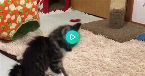 Epic Cat Fight  On Imgur