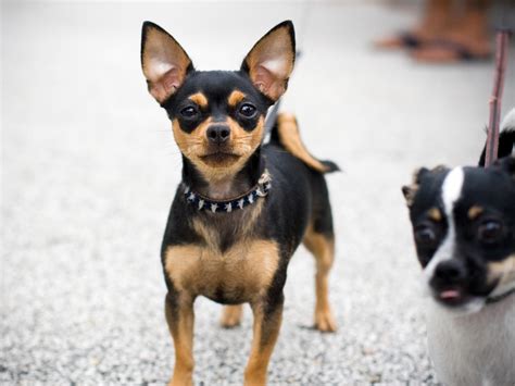 Black And Tan Chihuahua Chihuahuas Cuties Perros Chihuahua Perros
