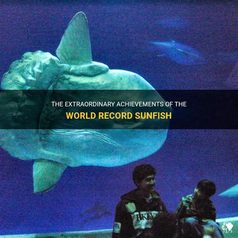 The Extraordinary Achievements Of The World Record Sunfish Petshun