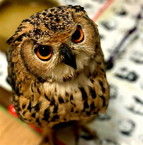Pin By 🦁 Pete 🦁 Pinart 🦁 On E 49 Owl Habitat Owl Animals Beautiful