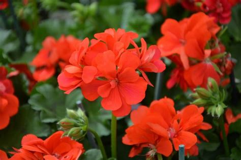 Geranium Care — How To Grow Annual Geraniums Garden Sanity By Pet