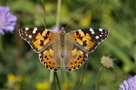 Painted Lady Butterflies Migrate Over 7400 Miles Each Year