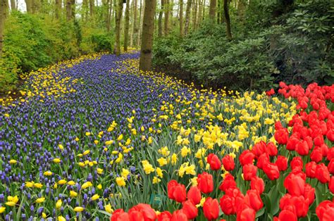 What To Plant With Daffodils 10 Sensational Daffodil Combinations