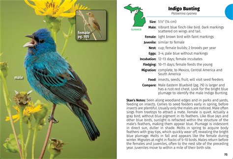 Birds Of Michigan Field Guide Adventurekeen Shop