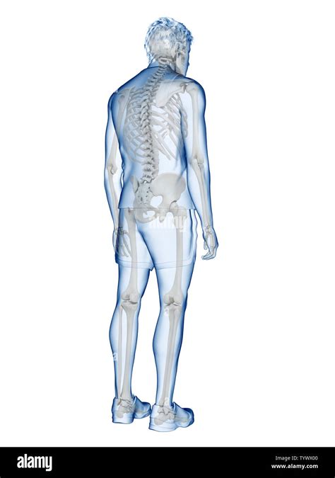 3d Rendered Medically Accurate Illustration Of The Human Skeletal