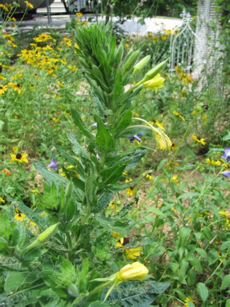 However, before this, they look like a regular bright yellow flower with funny shaped leaves. In the Garden: Seeds and a Mystery Plant