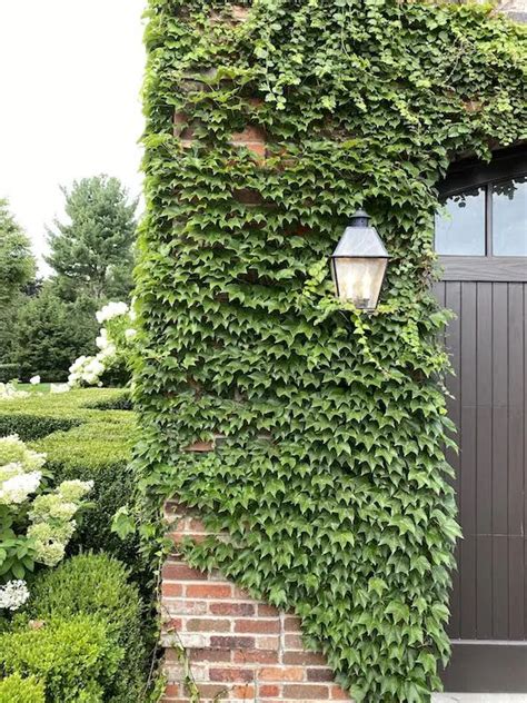 Boston Ivy Growing On Brick Wall Of House Brick Wall Gardens Ivy
