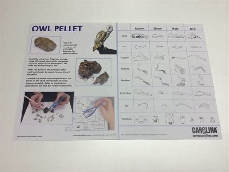 Owl Pellet Dissection Chart Blades Biological Ltd Kent