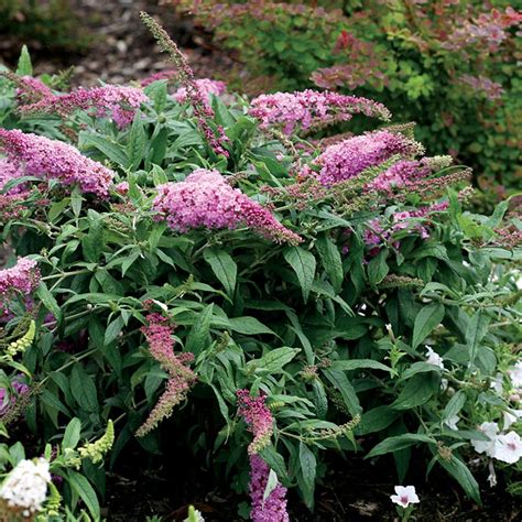 Always a hit with butterflies and. Pugster Pink Butterfly Bush (Buddleia Pugster Pink) at ...