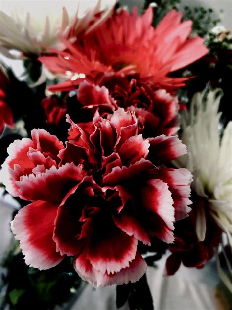 Red Carnation Flowers · Free Stock Photo