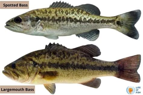 Largemouth Vs Spotted Bass 10 Debatable Facts About Them