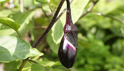 How To Grow Eggplants In Containers Sustainable