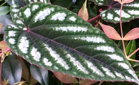 Rex begonias are not grown for their flowers, but rather for their beautiful leaves. Rex Begonia Vine, Cissus discolor | Begonia, Plant leaves ...