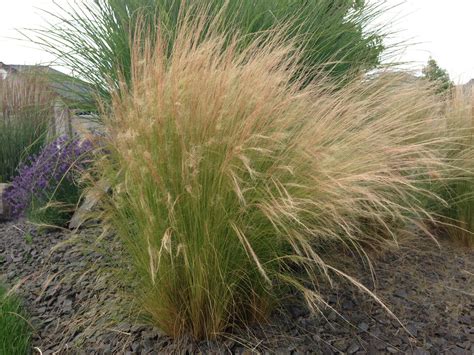 How tall do perennials grow in zone 4? Ornamental Grasses - Update Your Curb Appeal • The Garden ...