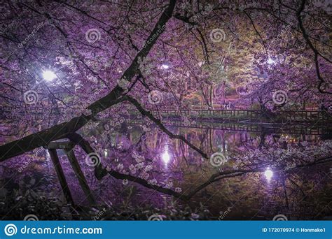 Cherry Blossoms Of Inokashira Park Stock Photo Image Of Reflection