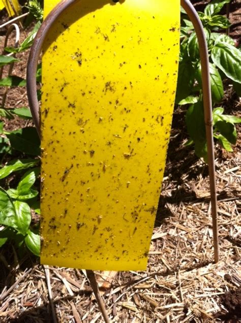 Boyces Garden Project Yellow Sticky Traps