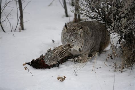 Canadian Lynx Facts Worldatlas