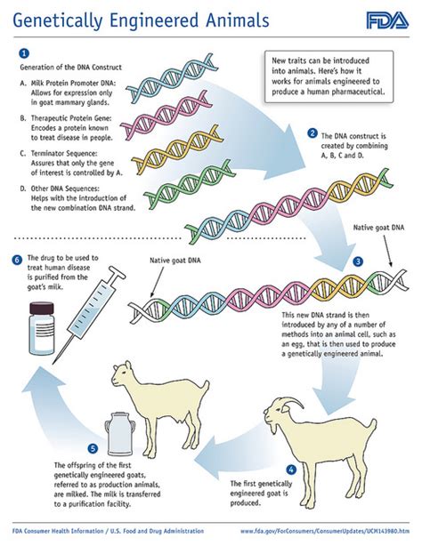 Cloned animals are different from genetically modified (gm) animals, even though they are all results from the tools of biotechnology. Difference Between Genetic Engineering and Recombinant DNA ...