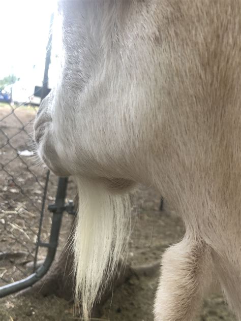 Lump On Lower Jaw The Goat Spot Forum
