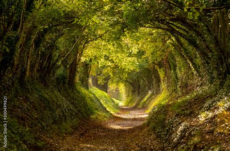 Halnaker Tree Tunnel In West Sussex Uk With Sunlight Shining In This