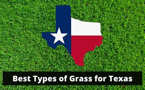 Best Types Of Grass In Texas 6 Varieties