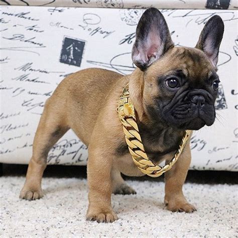 A wide variety of french bulldog collar options are available to you, such as decoration, material, and feature. The Cuban collar from BigDogChains.com great on bigger ...