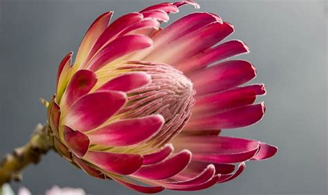 The flowers of war / the 13 women of nanjing. 10 Fascinating Facts to Know About the Protea, South ...