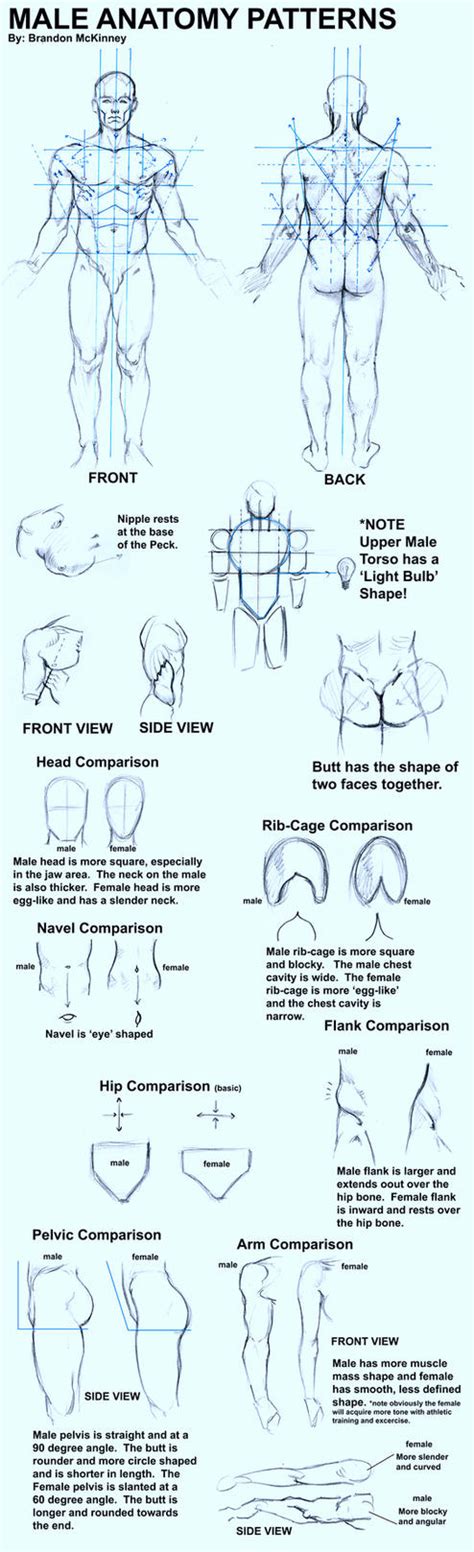 Learn about male anatomy with free interactive flashcards. Male Anatomy Patterns by Snigom on DeviantArt